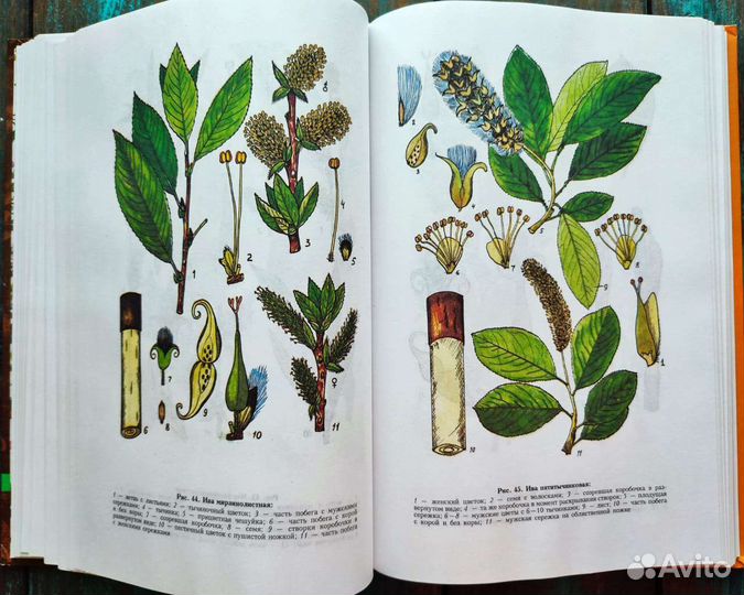 Ботаническая книга деревья