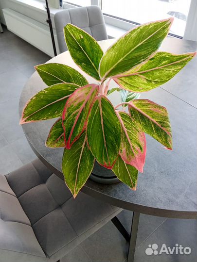 Аглаонема крит барнаул