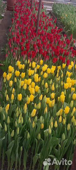 Продажа тюльпанов к 8 марта
