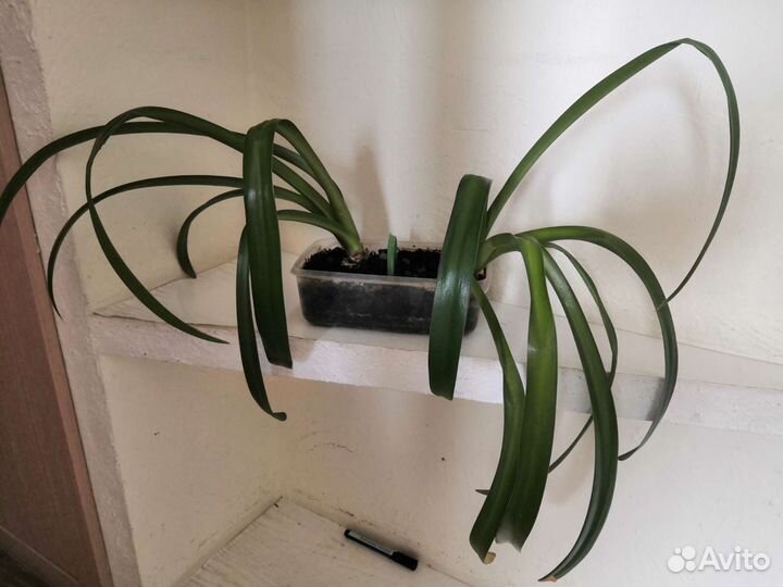 Гиппеаструм (Амариллис)