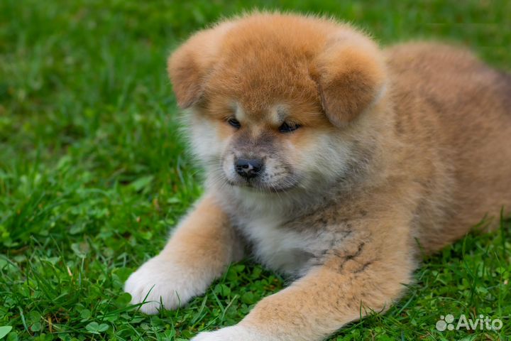 Очень красивые щенки Акита - ину