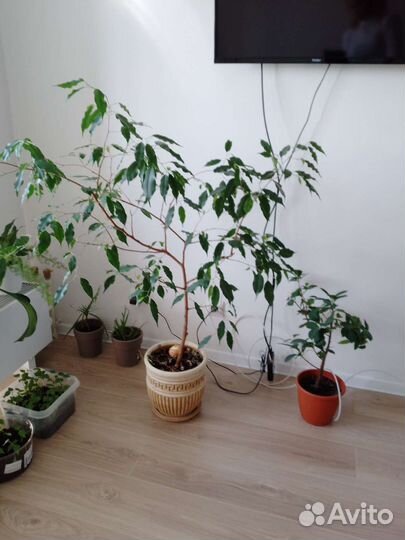 Фикус бенджамина пестролистный