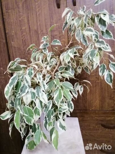 Фикус Бенджамина