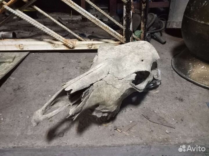 Череп коровы