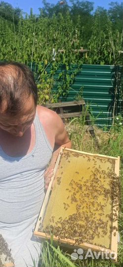 Матки плодные