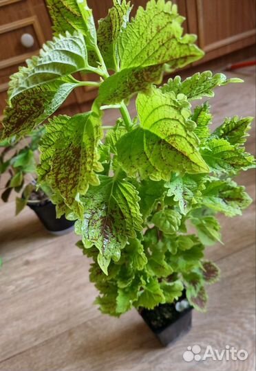 Традесканция