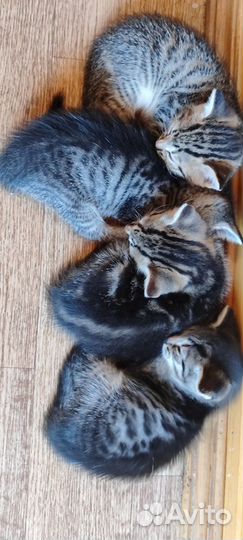 Кошка в дар