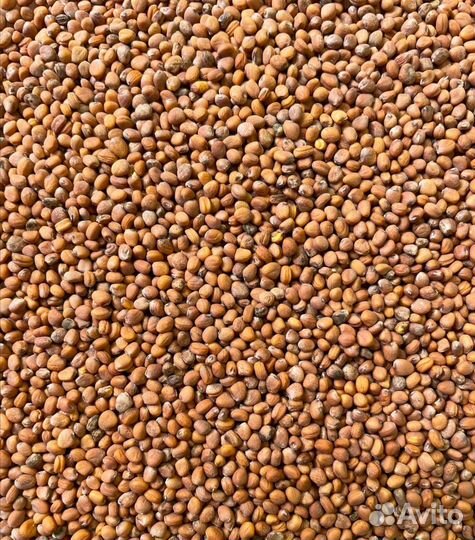 Семена для микрозелени Редис Красный Великан