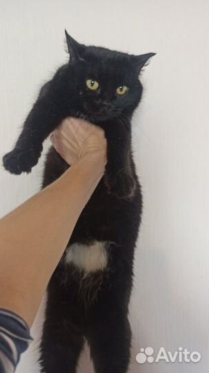 Стерилизованная кошечка в добрые ручки