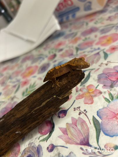 Гекор бананоед