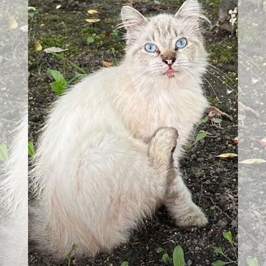 Пропадает шикарный кот на улице. Нужна передержка