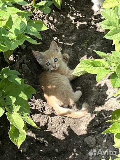 Котята 1 месяц