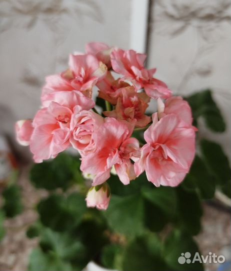 Пеларгония 