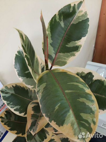 Продаётся Фикус Эластика