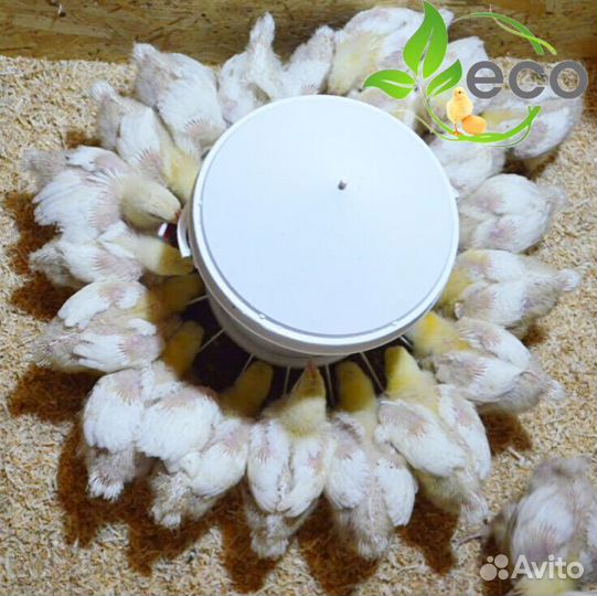 Мясо домашнего бройлера. Опт и розница