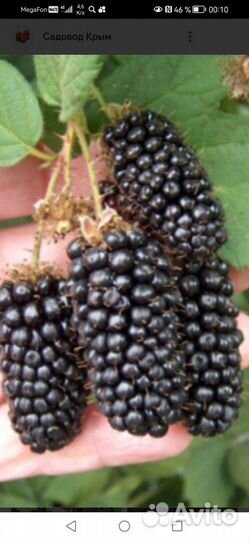 Ежевика лохнесс