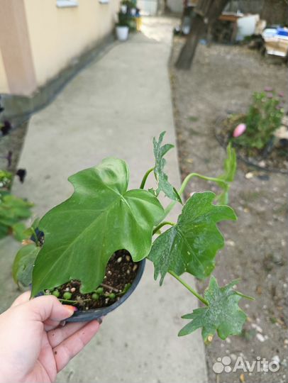 Филодендрон эванса