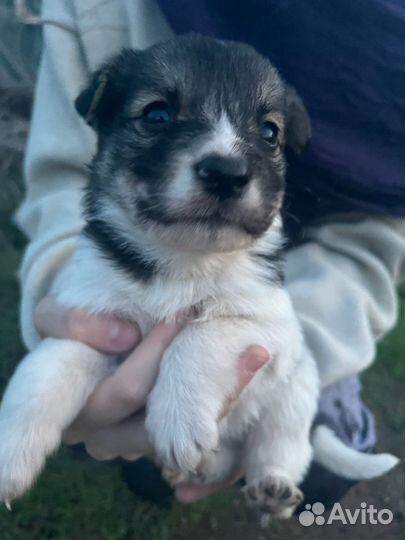 Щенок в добрые руки бесплатно