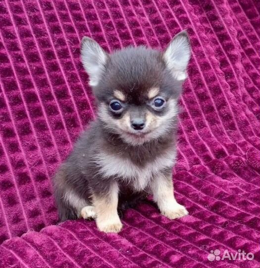 Щенки помчи