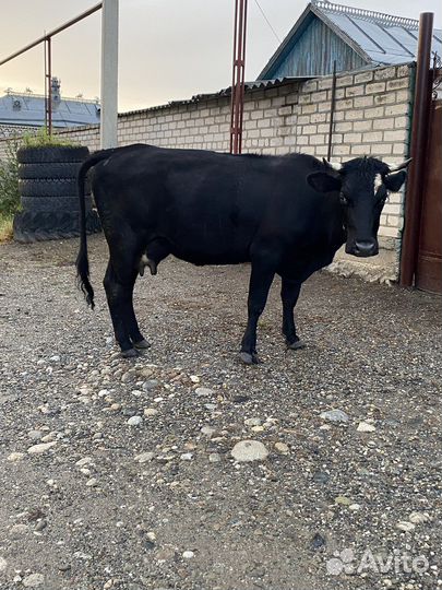 Корова дойная