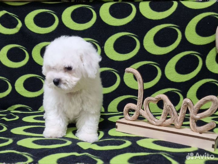 Бишон фризе Девочка. Москва