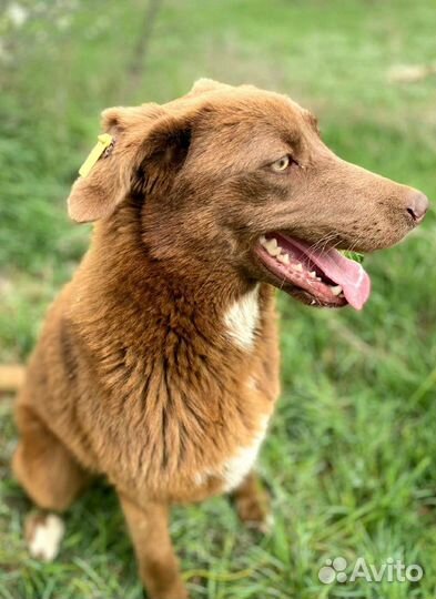 Собака Шоколадка