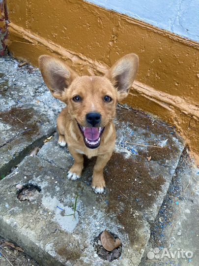 Собака в добрые руки