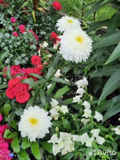 Многолетние растения для сада