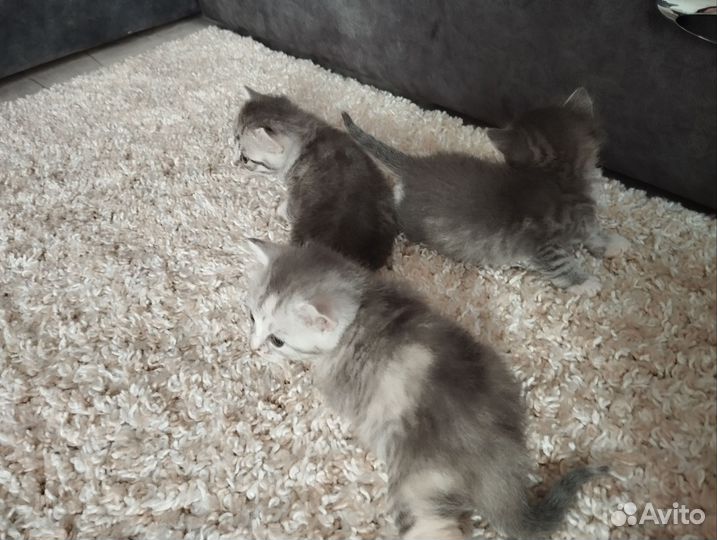 Кошки в добрые руки