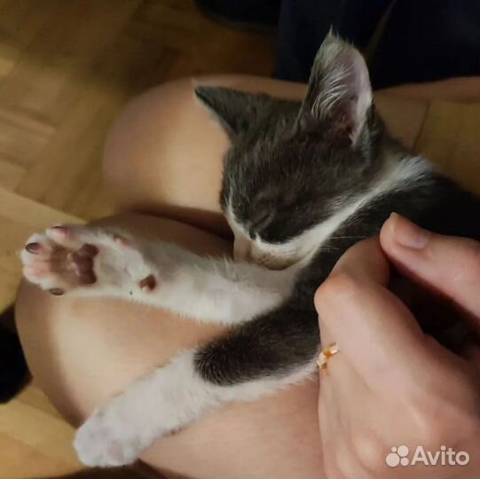 Котенок 1,5 месяца. Хрюня/Бибик