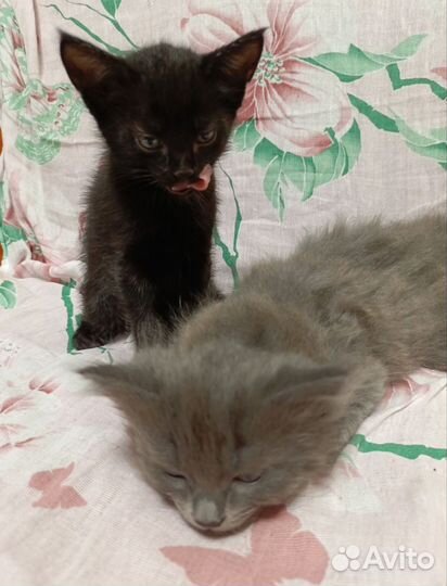 Котенок (Котята ) отдаем в добрые руки