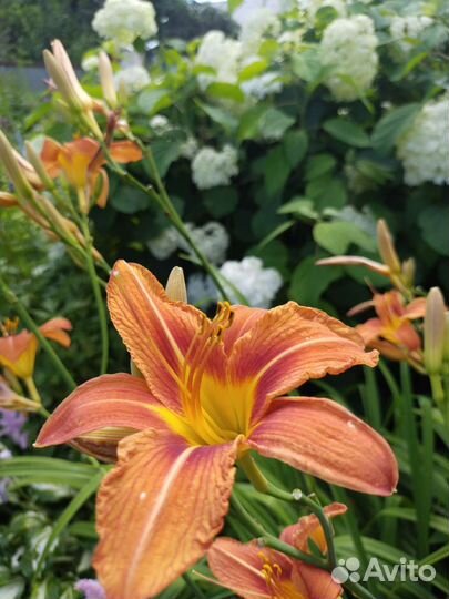 Жасмин многолетний