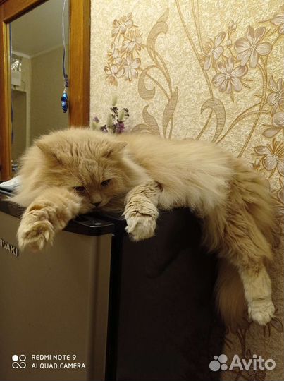 Кот Прохор ищет хозяина