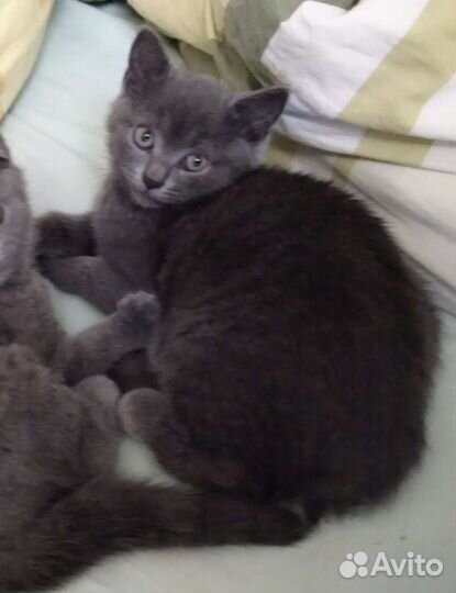 Котёнок британец в добрые руки