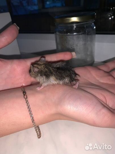Джунгарский хомяк