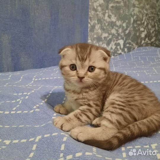 Шотландский вислоухий котенок