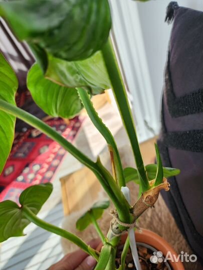 Филодендрон