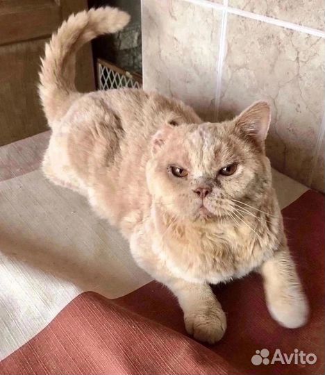 Котик классный