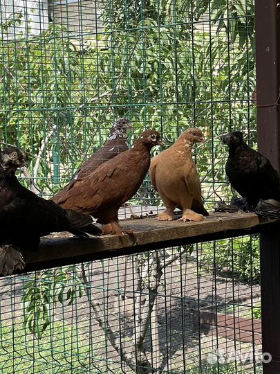 Продажа голубей,благодарненские летные