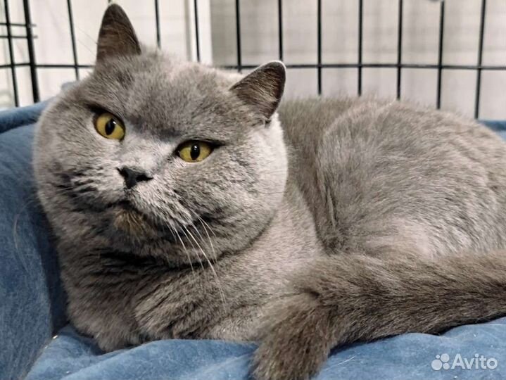 Передержка кошки(кота) на время отпуска