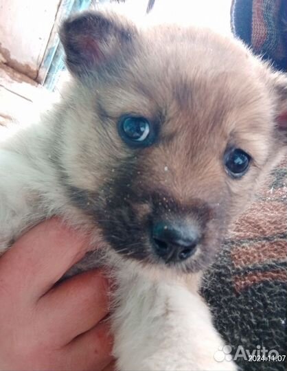 Щенки от ауси