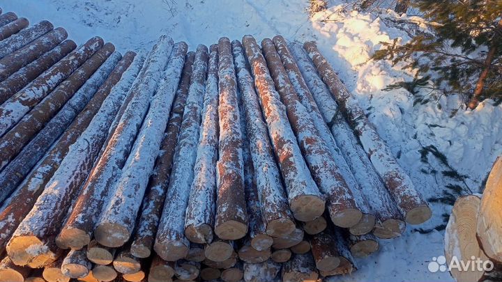 Пиловочник хвойный