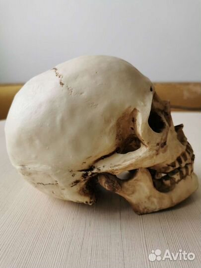 Череп-копилка 