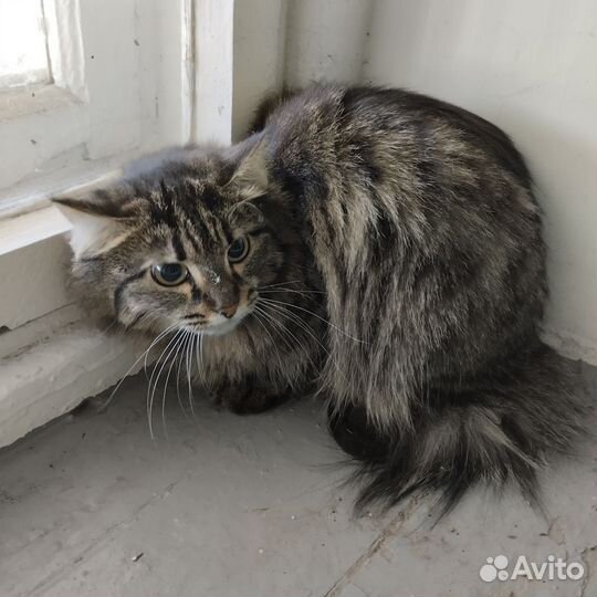 Кошечка