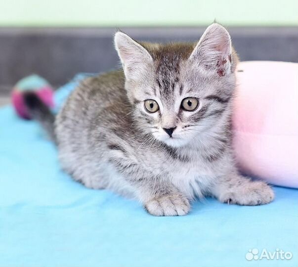 Котенок Сильвер