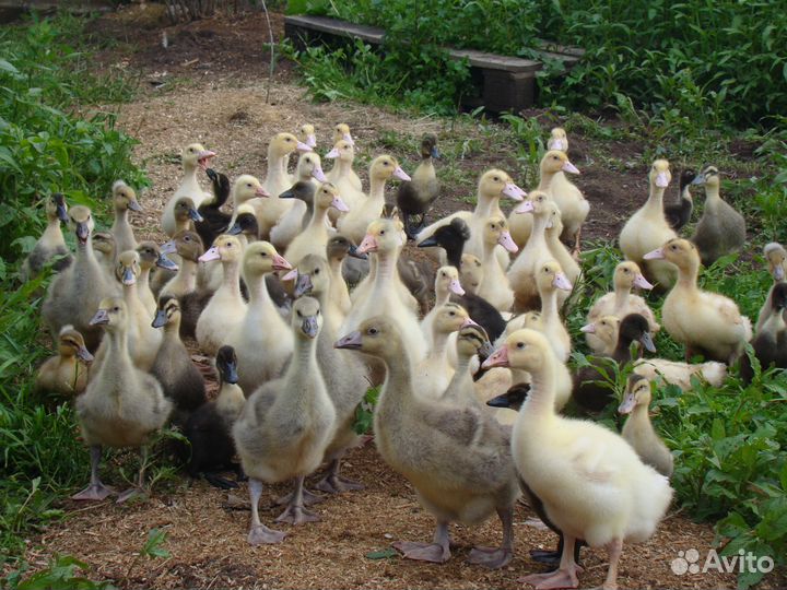 Молодняк кур