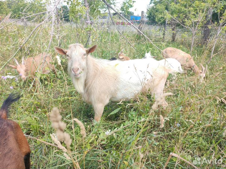 Козочки и козлята породистые