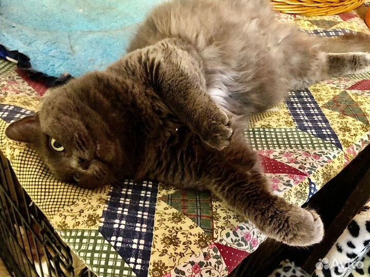 Дотти ищет добрые руки