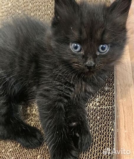 Кошка в дар бесплатно