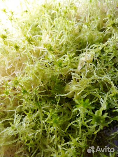 Сфагнум свежий зелёный живой растущий от 2 литров